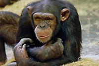 Chimpans, Kolmården
