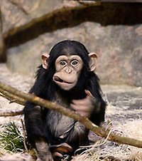 Chimpansunge, Kolmården