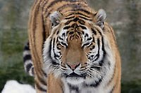 Tiger, Kolmården