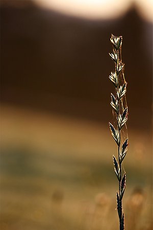 "Gyllene ljus Foto: Sandra Evertsson