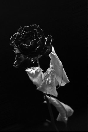 "The Black Rose" Foto: Frida Arkblad