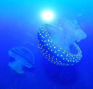 "Jellyfish in blue" Foto: Linus Borg-Olesen