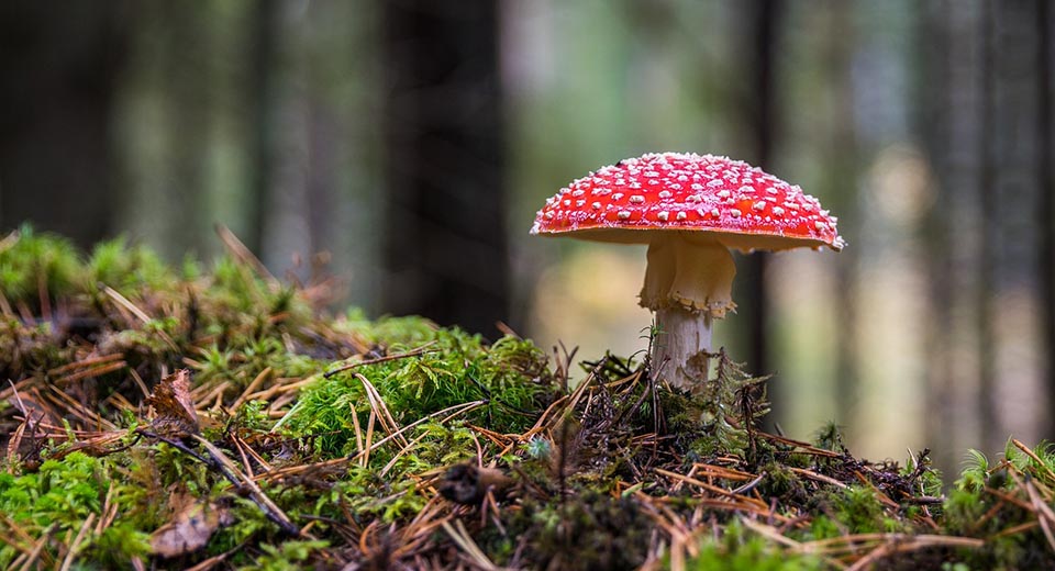 Flugsvamp Röd med vita prickar på en mosse