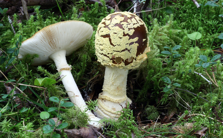Den bruna till gulbruna hatten är 10-20cm och har vitgula prickar. Foten hartydlig ring och nedre delen av foten äruppsvälld