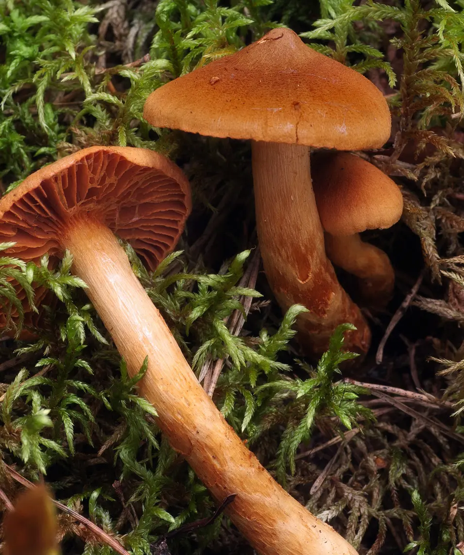 Hatt 4-8 cm. Hela svampen är rödbrun till gulbrun. Hatten är ofta toppig, men inte alltid.