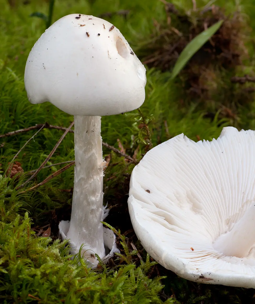 Hela svampen är vit. Hatt 5-12 cm. På foten sitter en ring, ibland kan ringen saknas. När flugsvamparna är riktigt unga liknar de ett ägg. Nedre delen av foten, som ofta sitter långt ner i mossan, är uppsvälld