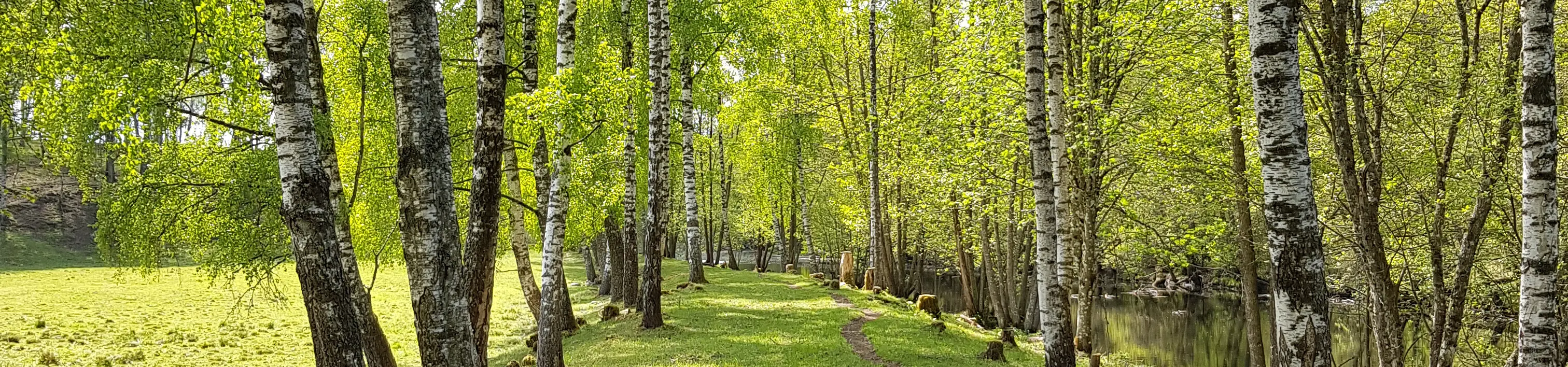 Nyutslagna björkar vid stig längs Säveån