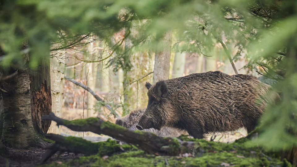 Vildsvin i skog