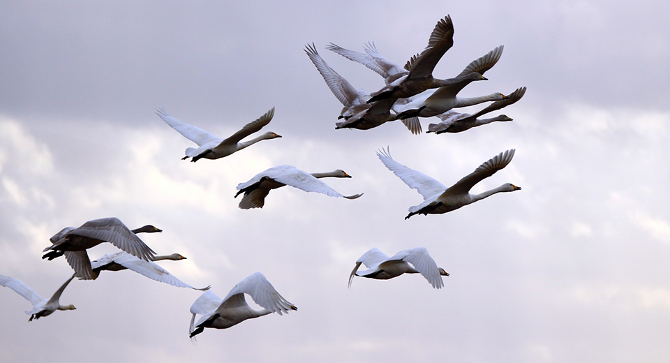 En flock svanar lyfter från marken