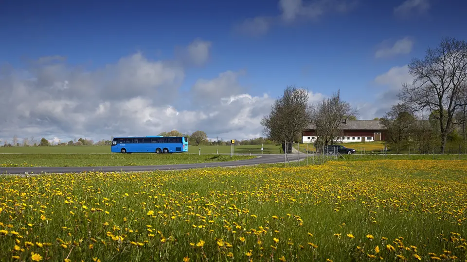Blå buss på landsväg med maskrosfält i förgrunden. 