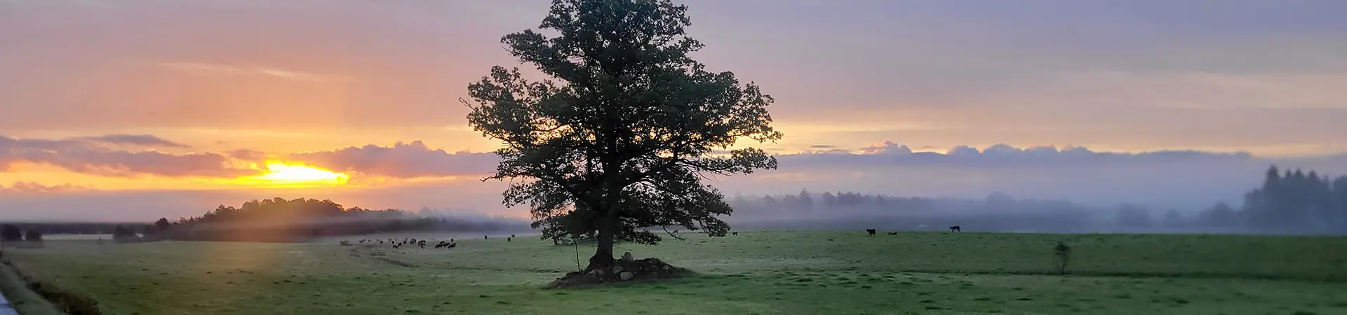 Morgondis i kohage