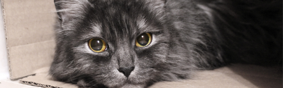 Katt