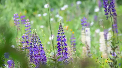 Blomsterlupin på äng