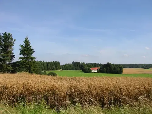 Vy över sädesfält med hus i bakgrunden, grönska